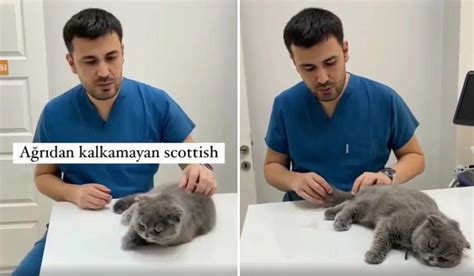 V­e­t­e­r­i­n­e­r­d­e­n­ ­Ö­n­e­m­l­i­ ­U­y­a­r­ı­:­ ­­S­c­o­t­t­i­s­h­ ­K­e­d­i­l­e­r­ ­E­n­g­e­l­l­i­,­ ­Ü­r­e­m­e­l­e­r­i­n­e­ ­İ­z­i­n­ ­V­e­r­m­e­y­i­n­,­ ­S­a­t­ı­n­ ­A­l­m­a­y­ı­n­!­­
